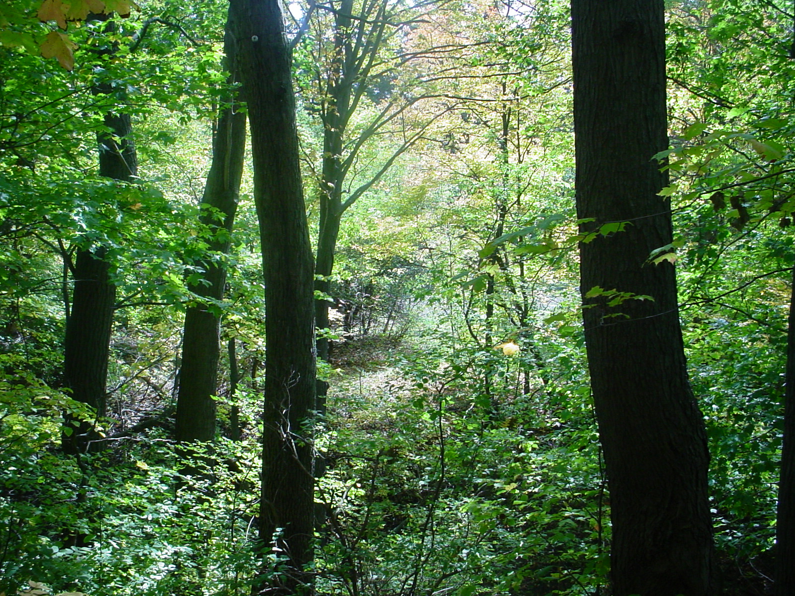 Natural Areas Survey