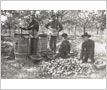 Apple Pressing in the Merigold Orchard