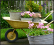 Container Gardening