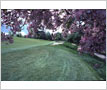 Mississaugua Golf and Country Club, Cherry Blossoms