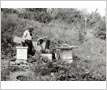 Charlie and Garth Evans Tending Bees
