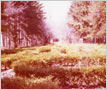 Cawthra-Elliot Estate (Lotten), Formal Garden, Dixie