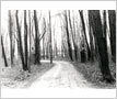 Cawthra-Elliot Estate (Lotten), Driveway, Dixie