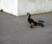 Image of a Canada Goose