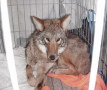 Image of a Coyote