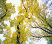 Tree Leaves