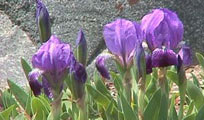 Kariya Park - Iris Flower