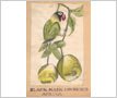 Watercolour Painting - 