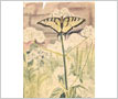 Watercolour Painting - 