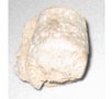 Fossil
