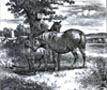 Minto Tile - Horses with Foal