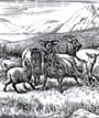 Minton Sheep - Mountain Sheep