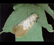 Female gypsy moth laying eggs