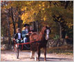 Horse and Buggy, Lorne Park Road