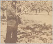 Colonel Kennedy in his orchard, Dixie