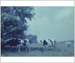 Carr Farm, Holsteins and a Jersey cow