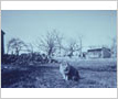 Carr Farm, Brooder House and Chicken Shelter