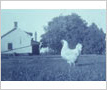 Carr Farm, Farm House and Pet Hen