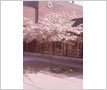 Mississauga Central Library, Spring 1975, Cooksville