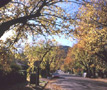 Street Trees