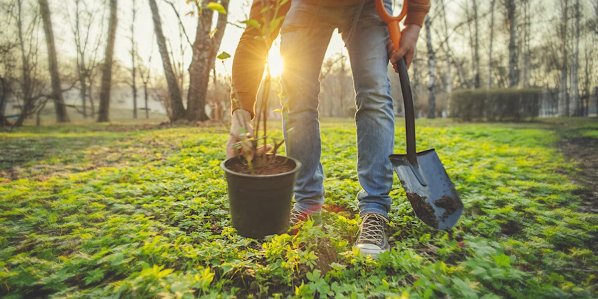 A person planting a tree