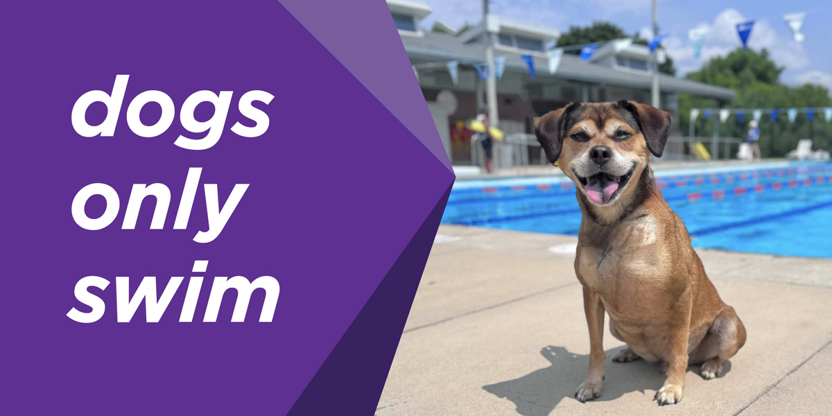 A dog sitting beside an outdoor swimming pool