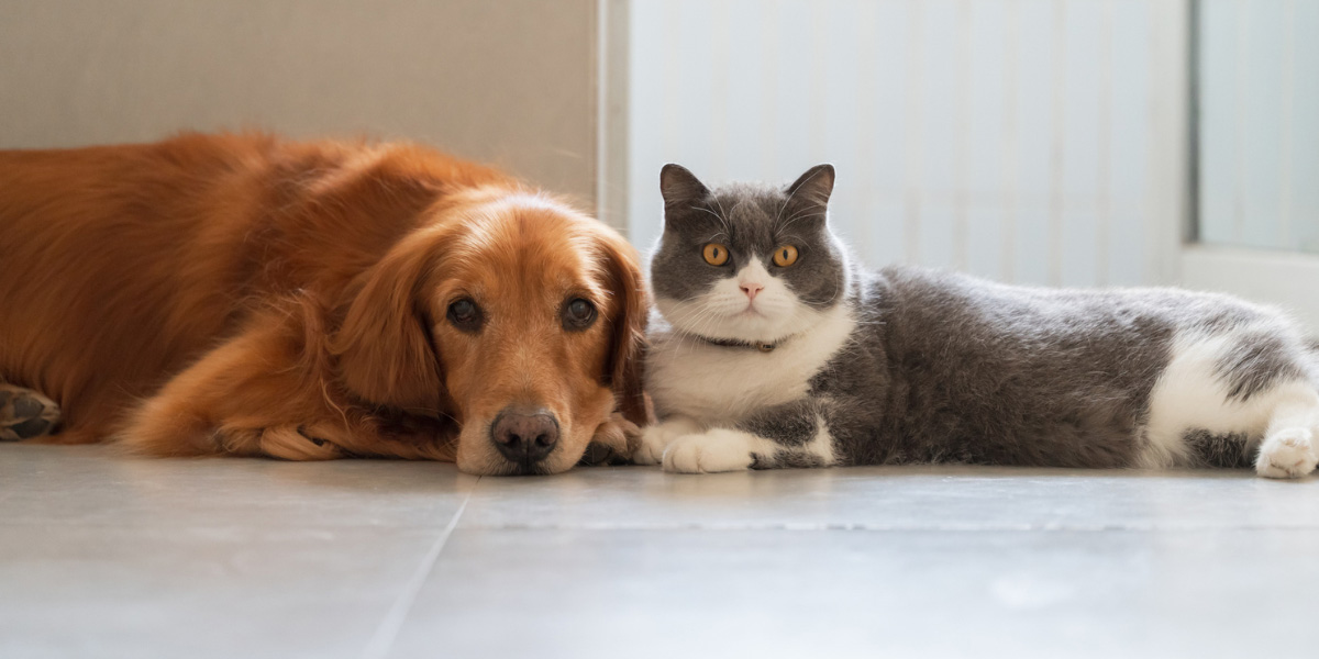 A dog and cat lying on the floor.