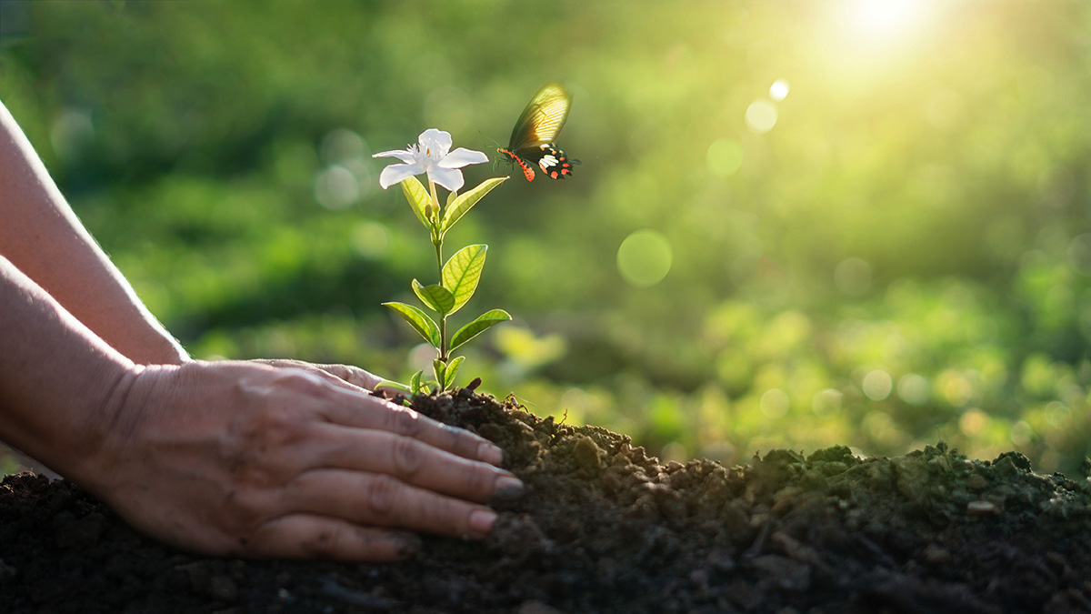 A pair of hands holding a small plant