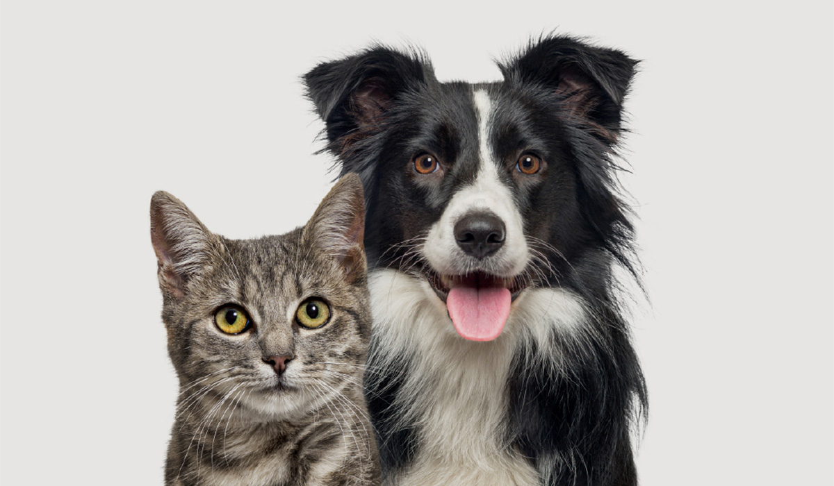 A portrait of a cat and dog