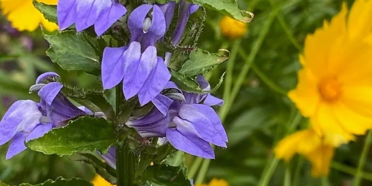 a close up of a purple flower