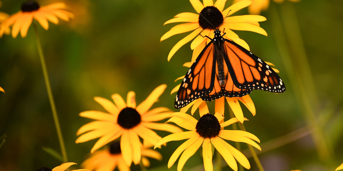 A yellow daisy with a butterfly