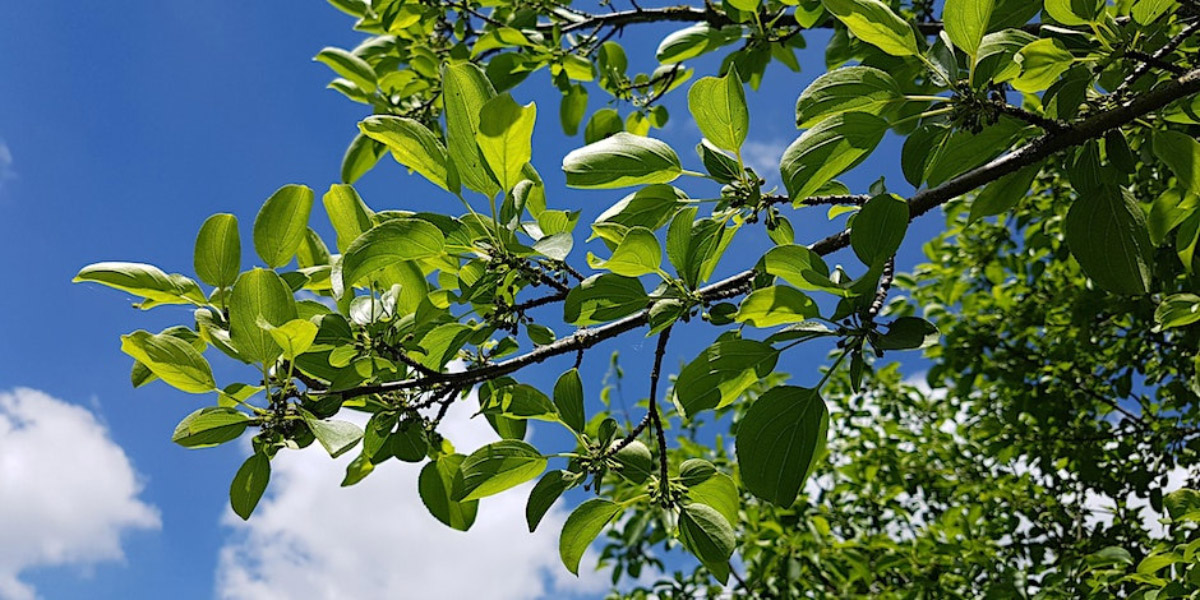 Tree leaves against a blue sky