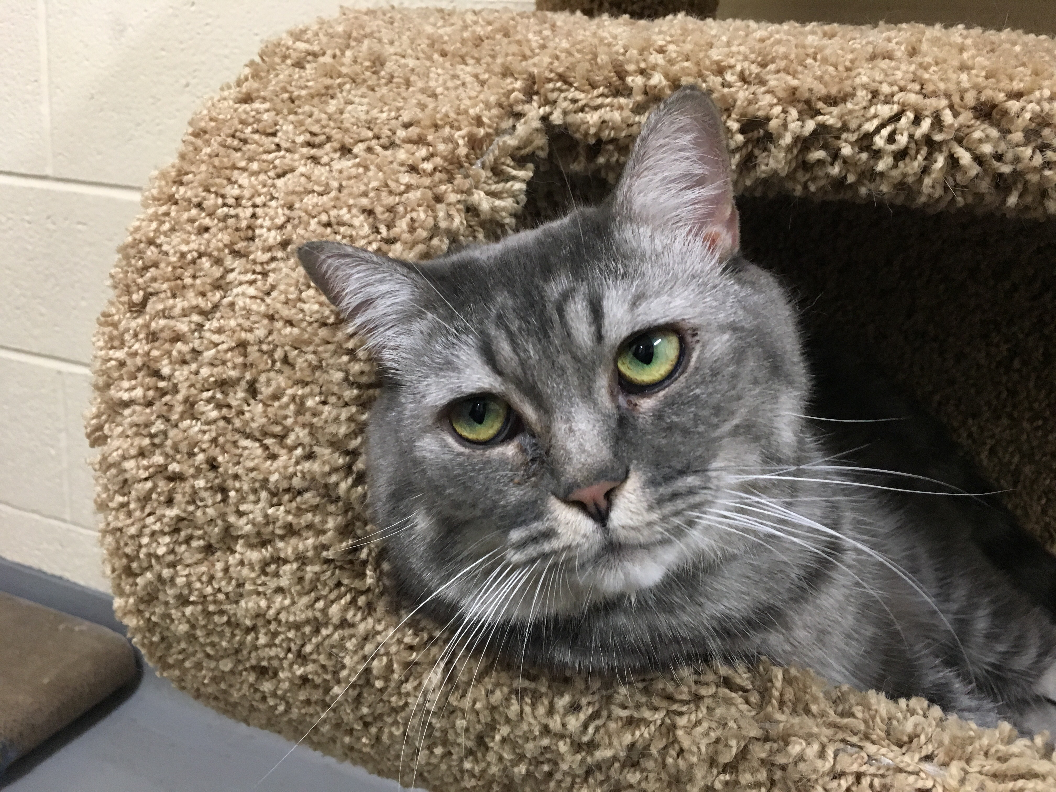 Bring Home a new Member of the Family by Adopting or Fostering a Pet