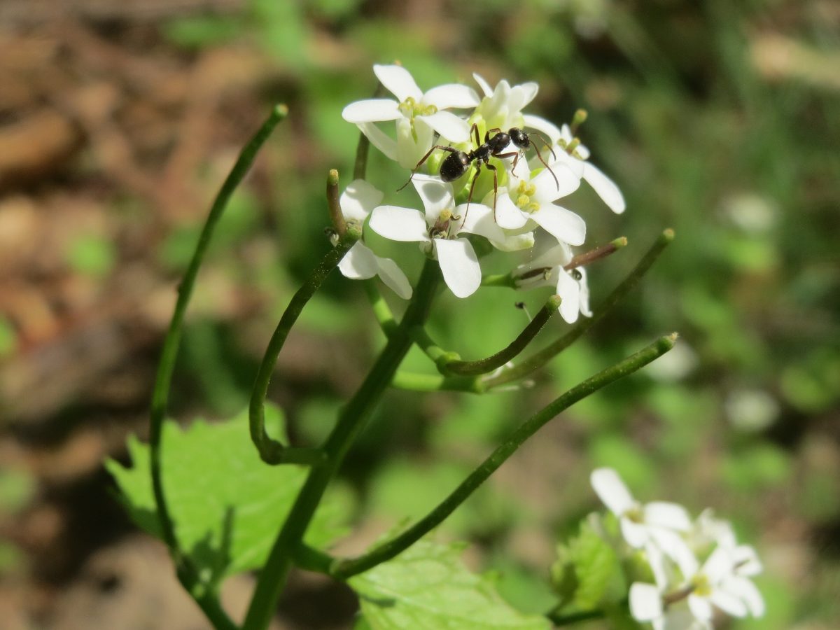 Plant with white flowers and four small petals