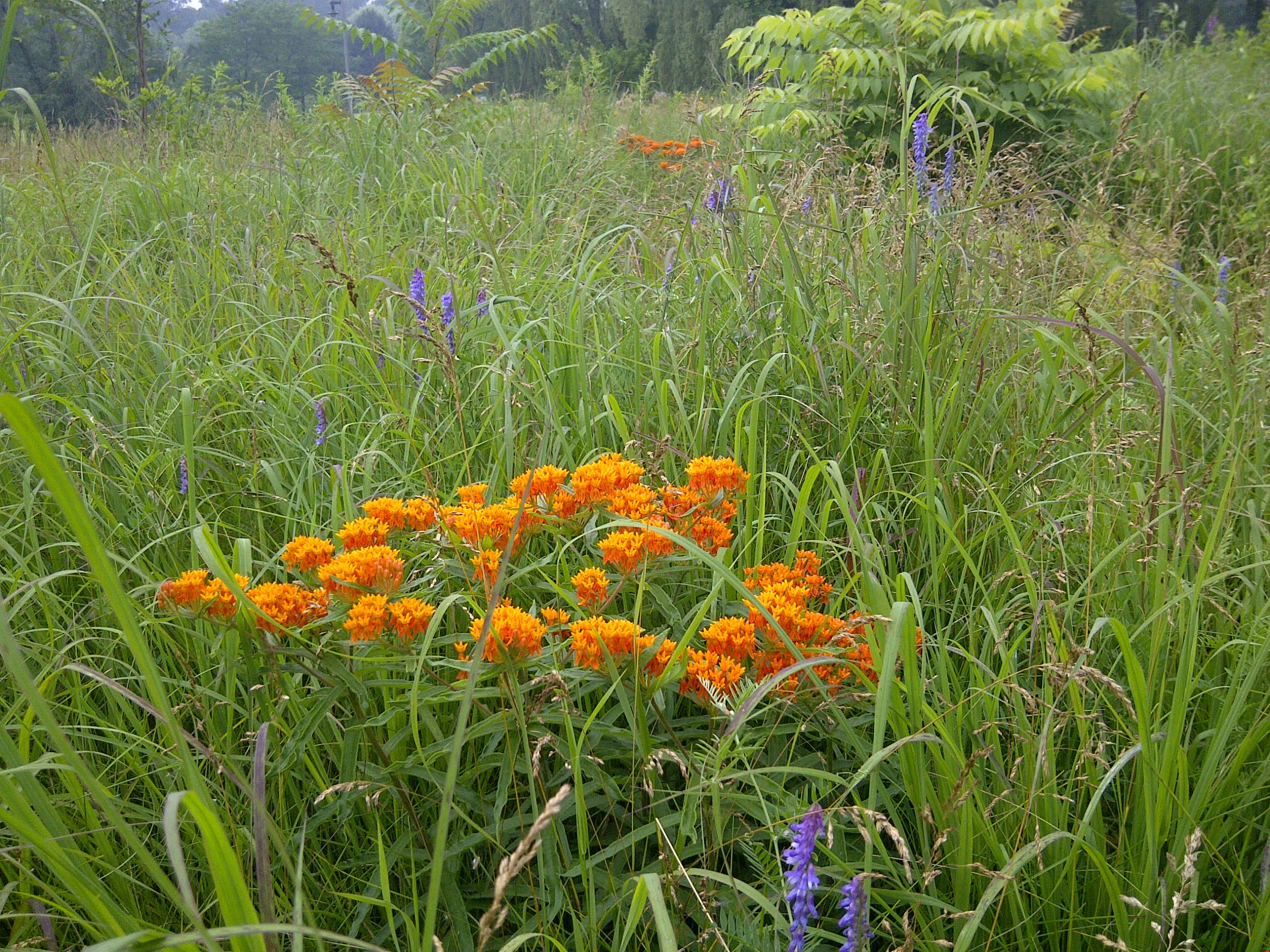 Tall grass prairie with orange flowers