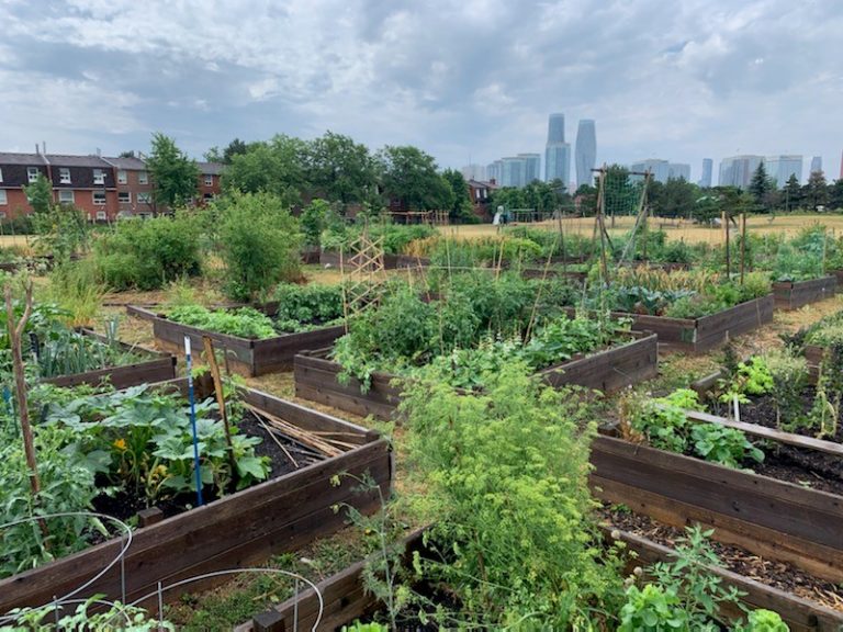 Mississauga Community Gardens Produced Highest Yield in History during