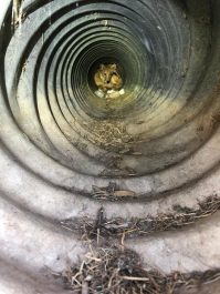 Image of a coyote in a culvert