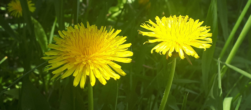 Dandelion surrounded by green grass