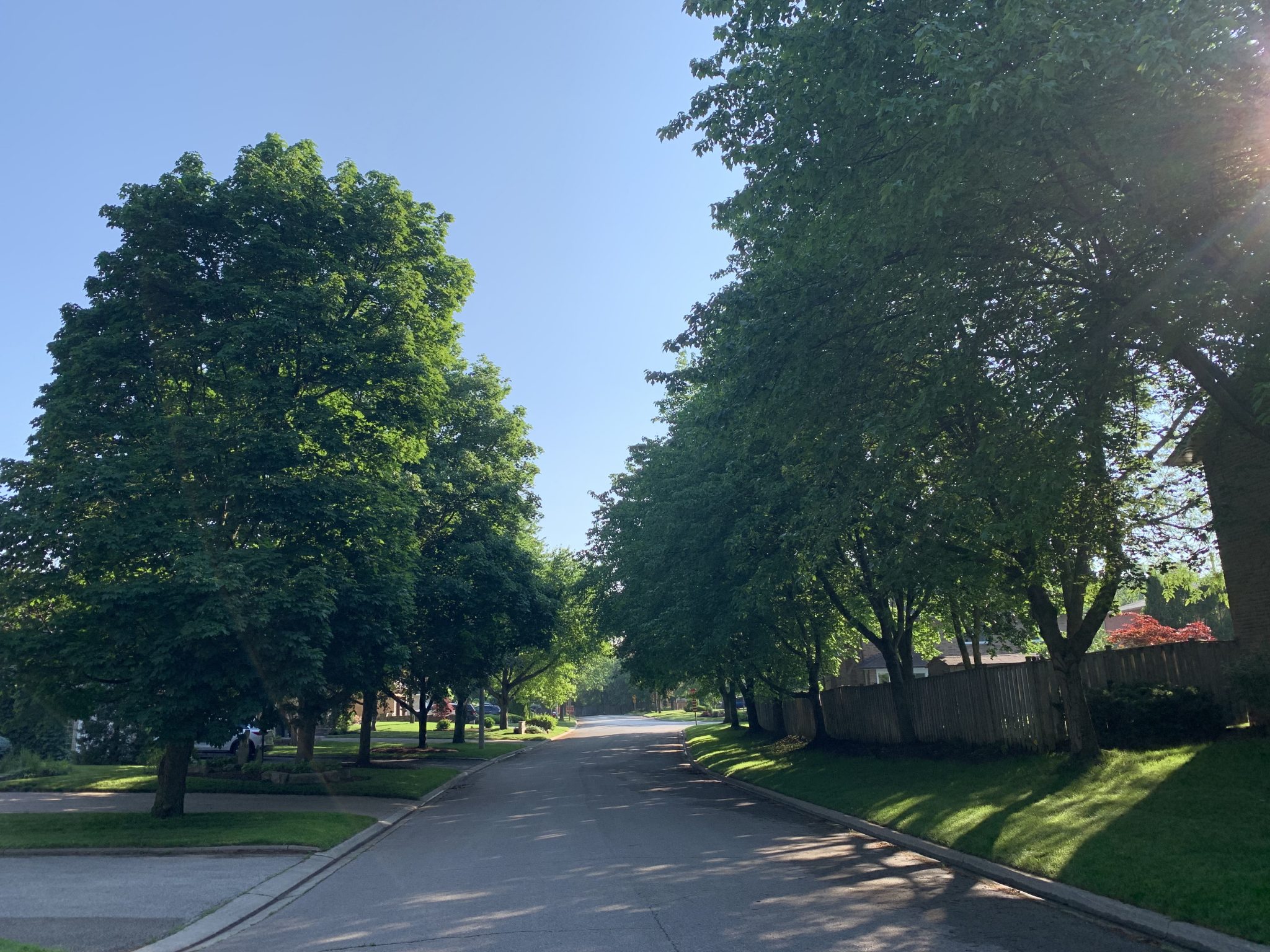 City of Mississauga Suggests Updates to the Public Tree Bylaw City