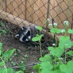 Baby raccoon stuck between two fences