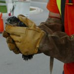 A young merlin held in the hands of Forestry staff