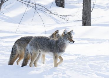 Two coyotes walking in the winter snow