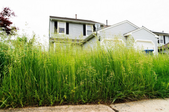 Tall grass on a residential property