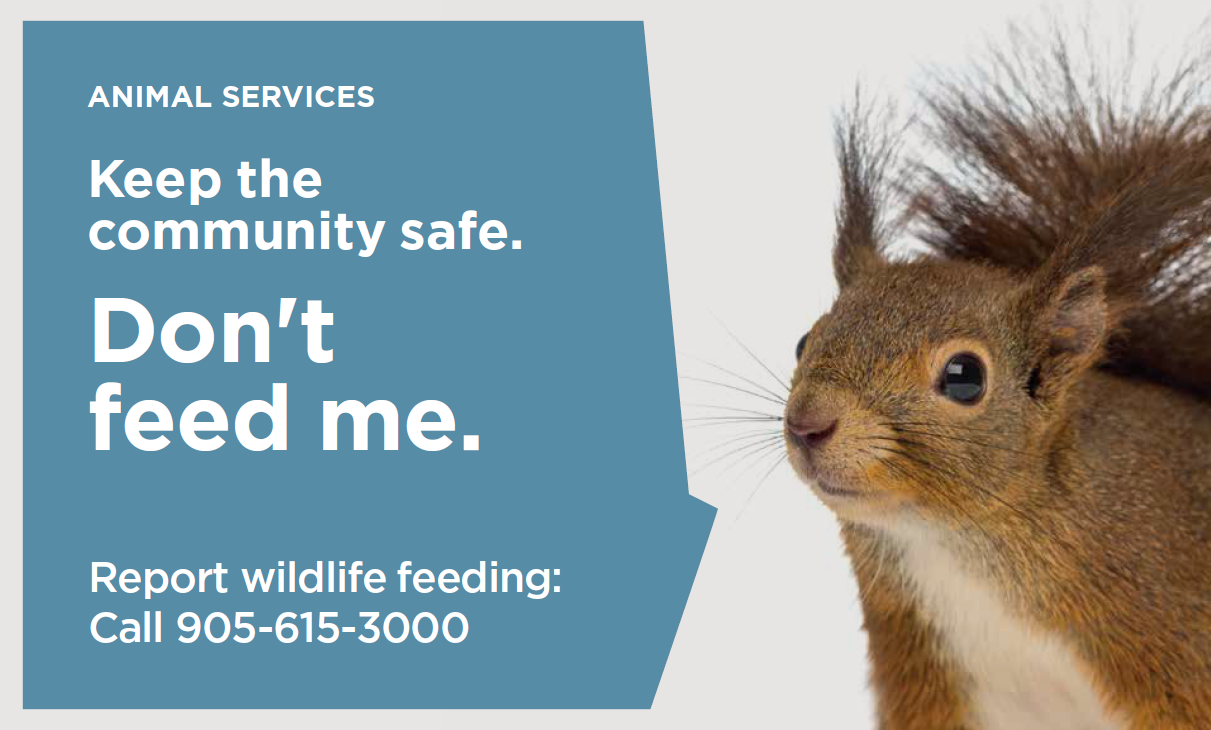 Don't Feed Wildlife! It Isn't a Good Thing – City of Mississauga