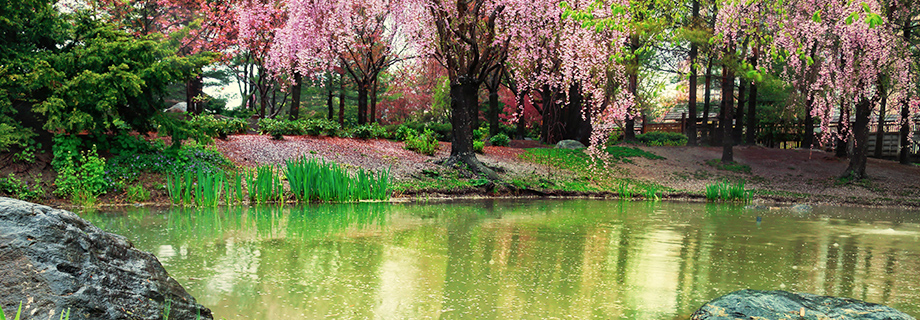 Pretty in pink! View Mississauga's cherry blossoms at Kariya Park