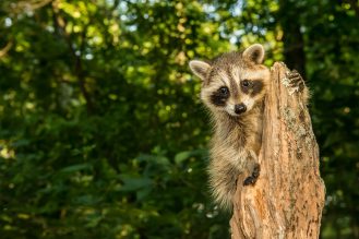 Black, grey and white raccoon on tree