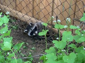 Baby Raccoon in Fence