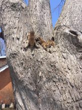 Three baby raccoons climbing on a tree