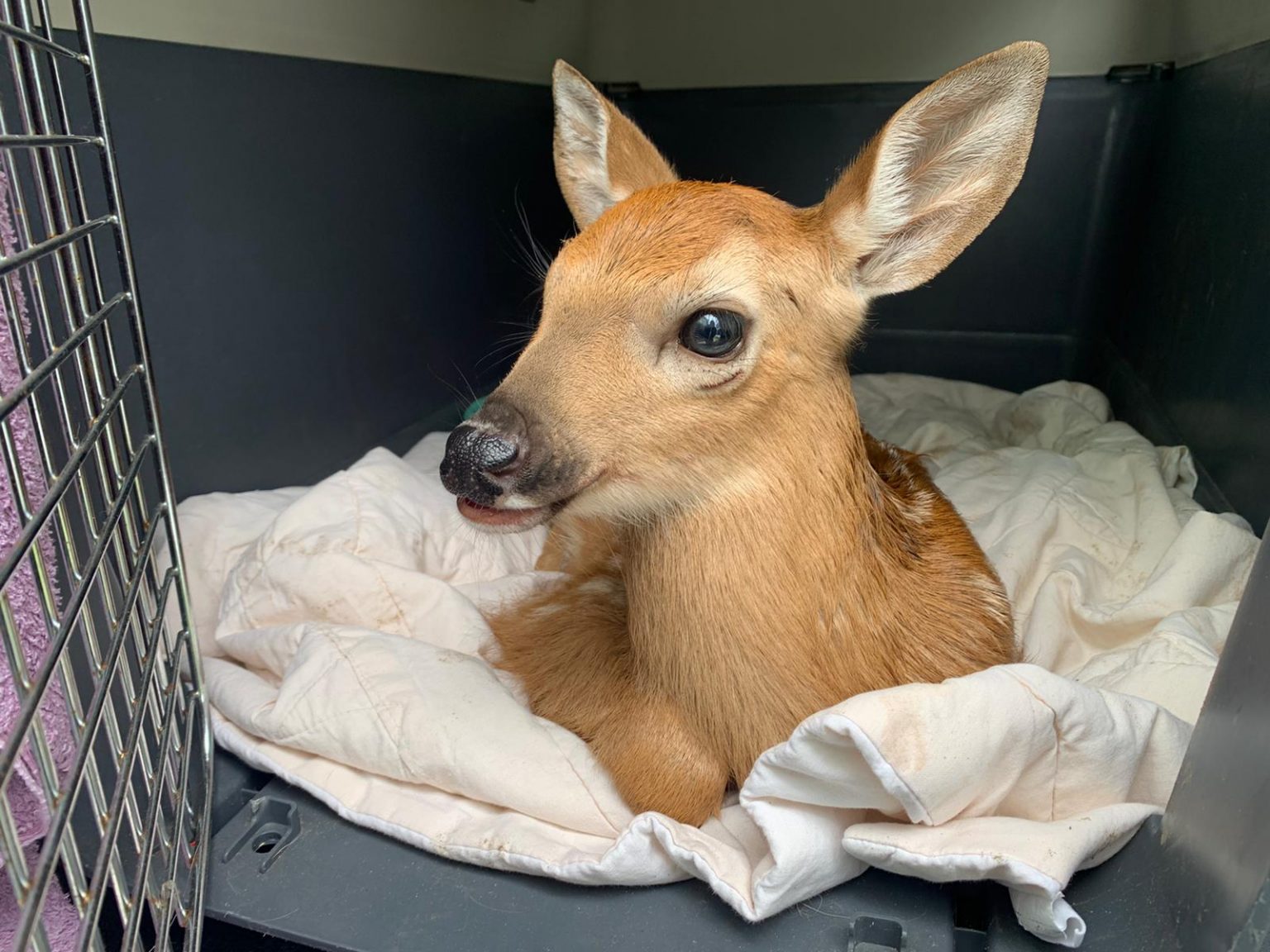 SOS for Injured Animals and Wildlife City of Mississauga