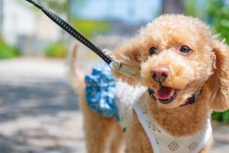 Light coloured dog wearing a harness leash and looking comfortable and happy